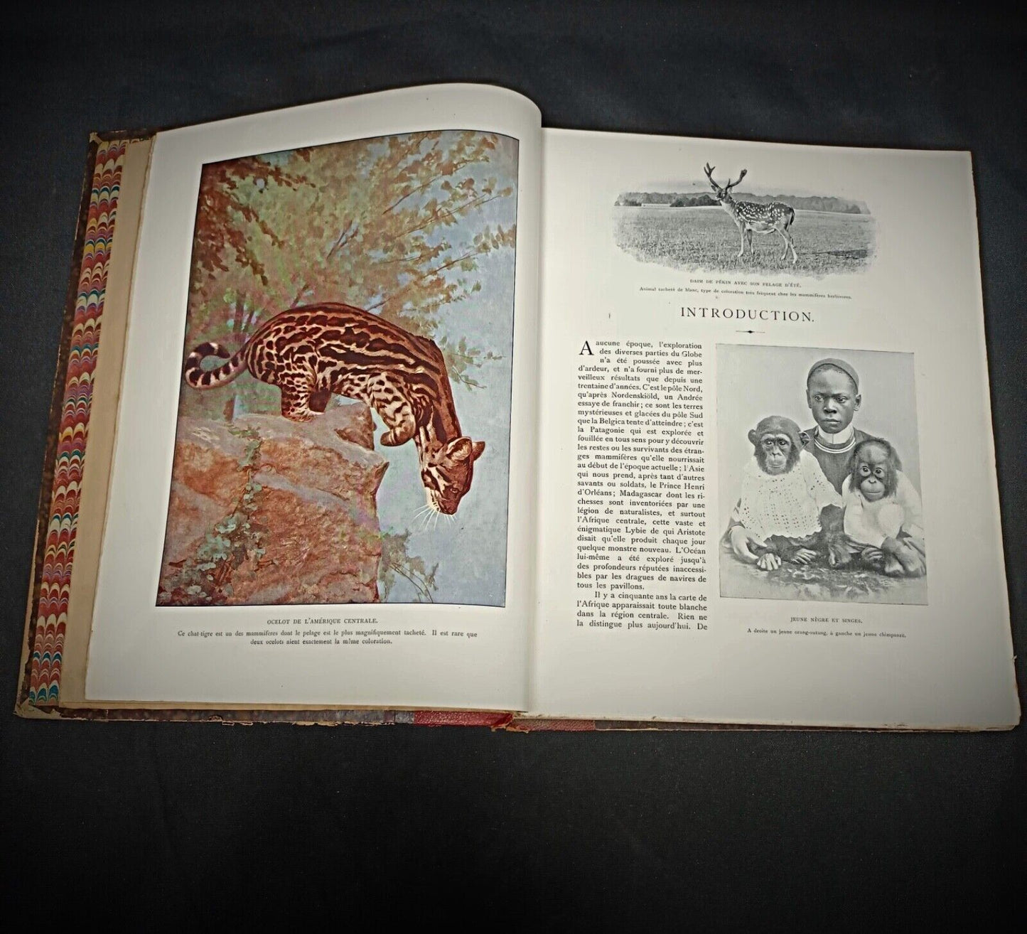Close-up of title page from 1900s animal book