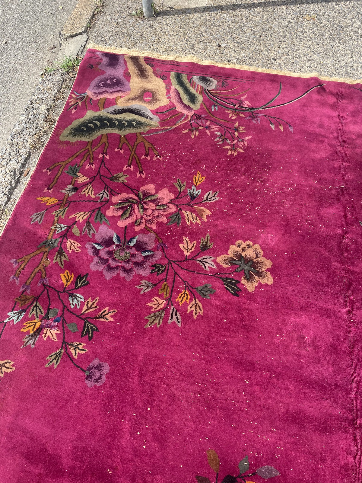 Open magenta field with visible tonal variation and scattered white knots