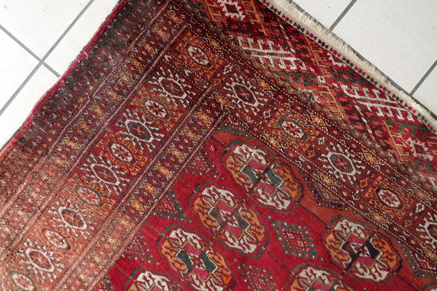 Shot focusing on the deep burgundy red field surrounding the guls.

