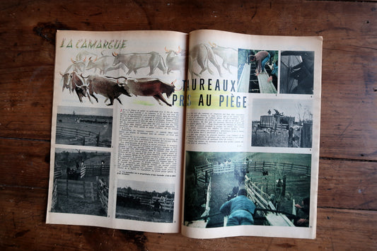 Camargue photographic spread with illustrated bulls, pale horses, handlers and enclosures