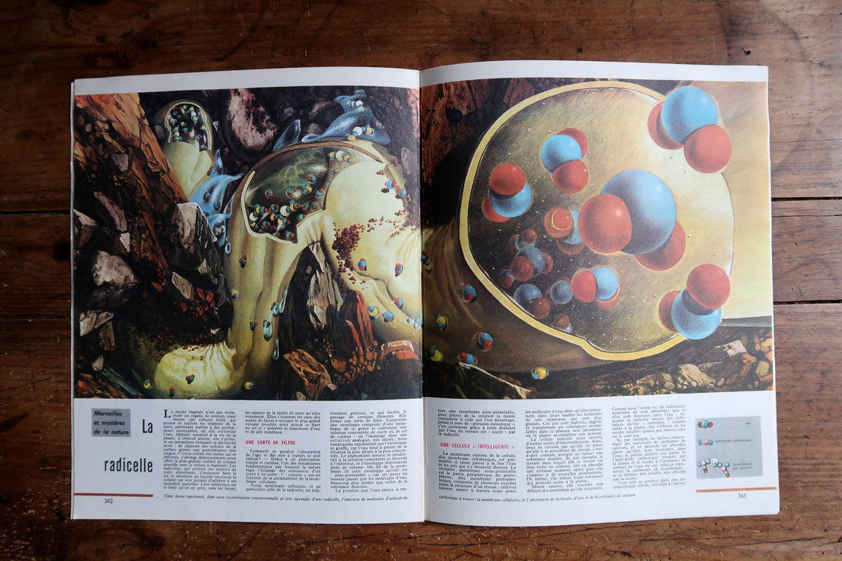 La Radicelle scientific spread with enlarged root structure and red and blue spheres.