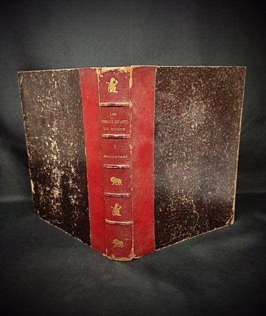 Antique French zoological book with mammal illustrations

