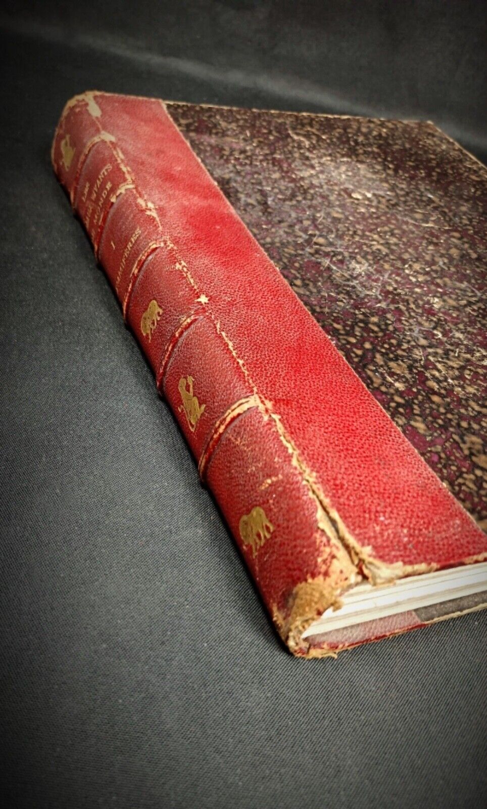 Elephant plate from antique mammal reference book

