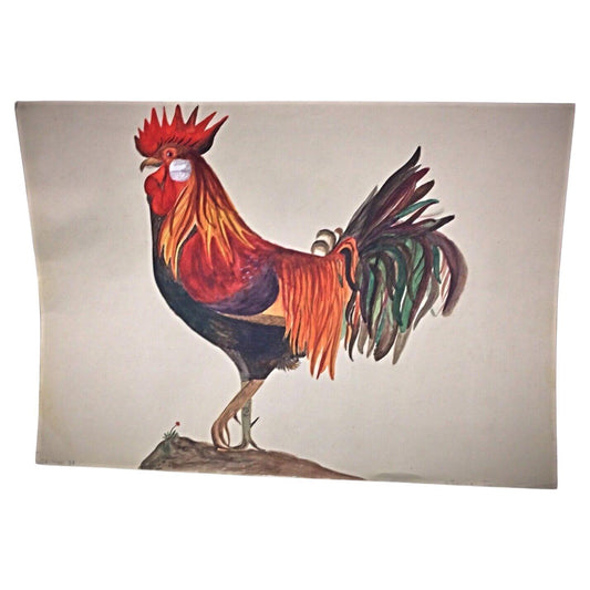 1958 watercolor still life of a rooster by J. René Rommel signed 11x16 inches full view

