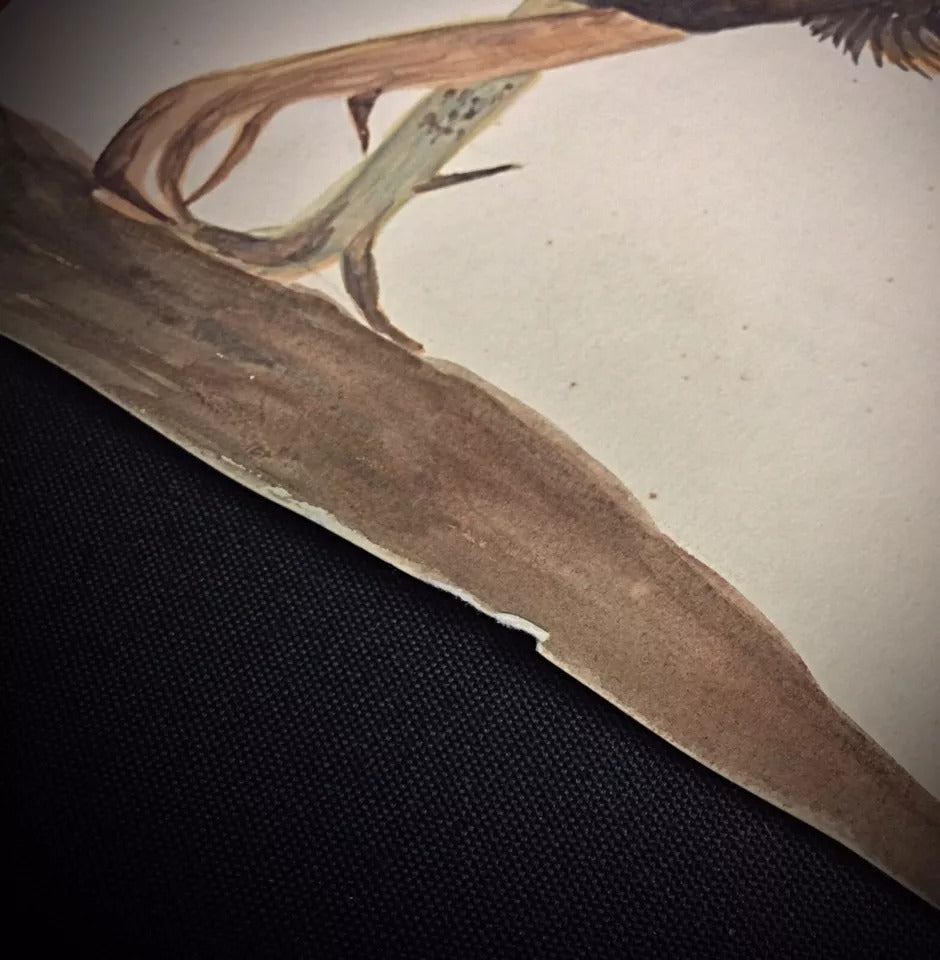 Original 1958 rooster watercolor texture and paper detail with minor stains and light creases

